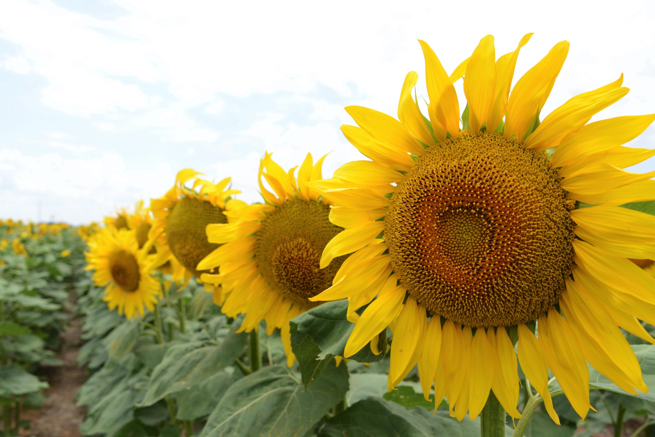 sunflowers